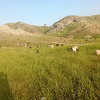 فروش بز و میش معاوزه با ماشین یا نقدی