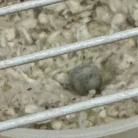 جفت قناری|پرنده|بیرجند, |دیوار