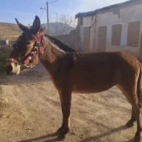 قاطر ۳ سال و ۴ سال در شهرکرد