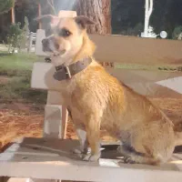 سگ پاکوتاه گمشده