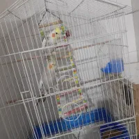 عروس هلندی