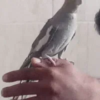 ۲ عدد عروس هلندی