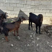 بزغاله نر صلاصه|حیوانات مزرعه|بیستون, |دیوار