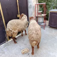 دو راس گوسفند ماده باردار|حیوانات مزرعه|بندر ماهشهر, |دیوار