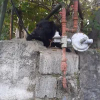 سگ کن کورسو ماده ۱۰ ماهه دورگ|سگ|سنگر, |دیوار