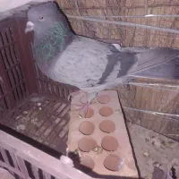 کفتر معاوضه