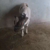 گاو با گوسالاله ماده
