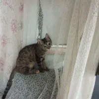 سلام گربه دو سه ماهه بازی گوش