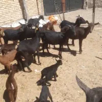 بز مورسیا