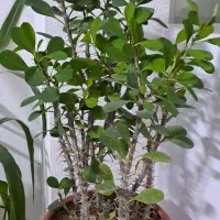 گل طبیعی|گل و گیاه طبیعی|گلبهار, شهر جدید گلبهار|دیوار