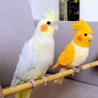 عروس هلندی نر بالغ