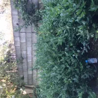 گل یاس گلدان ۳/۵|گل و گیاه طبیعی|واجارگاه, |دیوار