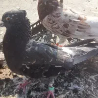 سه طوق سرور|پرنده|تهران, بهمن یار|دیوار