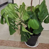 گلدان برگ انجیری، فیلودندرون برکین