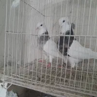 چند جفت طوقی یه جفت زاغ آبادانی یه جفت سرخ