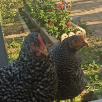 فروش ۵عددمرغ پیلموت راک و دو عدد مرغ آرکانا