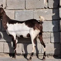 بز  افغانی|حیوانات مزرعه|بندر ماهشهر, |دیوار