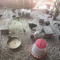 جوجه گلپایگان و مرندی یک و دو هفته ای