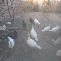 تعدادی بوقلمون برنز ماده فروشی