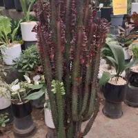 کاکتوس افوربیا|گل و گیاه طبیعی|مشهد, نیروی هوایی|دیوار