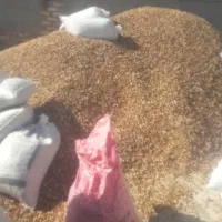 خرید پوک و گو به قیمت مناسب