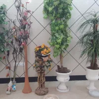 انواع گیاهان تزیینی