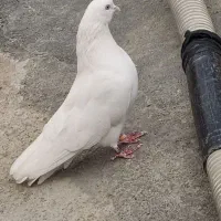 کفتر پرشی|پرنده|بیلوار, |دیوار