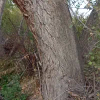 خرید صنوبر|خدمات باغبانی و درختکاری|مشگین شهر, |دیوار