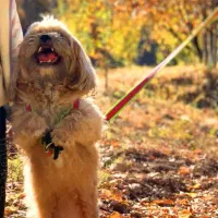 سگ خانگی|سگ|اسلام‌‌آباد غرب, |دیوار