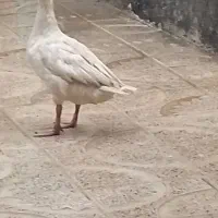 دو عدد غاز نرو ماده سالم جوان به فروش میرسد