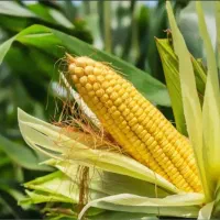 ذرت علوفه ای بصورت فله و بسته بندی