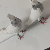 طوقی الماسی هفت‌رنگ ماده|پرنده|شوش, |دیوار