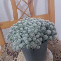 گل طبیعی|گل و گیاه طبیعی|بروجرد, |دیوار