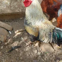 خروس محلی چاق