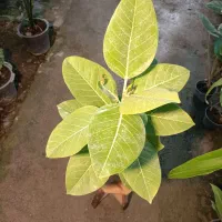 گل فیکوس آلتیسما|گل و گیاه طبیعی|مشهد, خرم آباد|دیوار