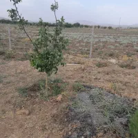 باغ ۱۰۰۰متری|فروش دفتر صنعتی، کشاورزی، تجاری|جوکار, |دیوار