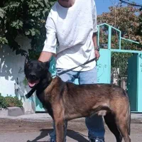 سگ مالینویز زغالی