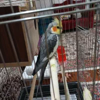 فروش فوری یک جفت عروس هلندی دستی نر سخنگو|پرنده|نائین, |دیوار