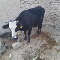 فروشی|حیوانات مزرعه|پلدختر, |دیوار