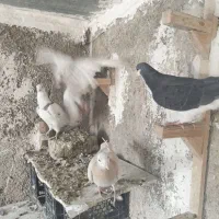 پلاکی و شهری|پرنده|شیراز, کوشک میدان|دیوار