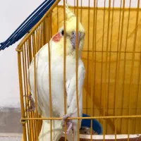 عروس هلندی باقفس