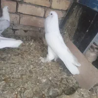 فروش کبوتر