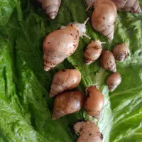حلزون محصوص حلزون ترابی ۵۰