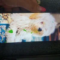 a52|موبایل|پاکدشت, حصار امیر|دیوار