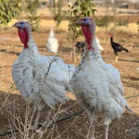 بوقلمون محلی