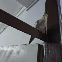 عروس هلندی ماده|پرنده|ملکشاهی, |دیوار