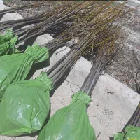 نهال گردو کاغذی ۴ ساله قیمت ۱۲۰ هزار تومان|خدمات باغبانی و درختکاری|صوفیان, |دیوار