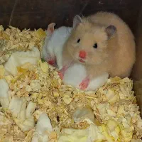 نژاد برتر همستر موجود شد