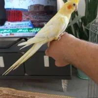 عروس هلندی لوتینو