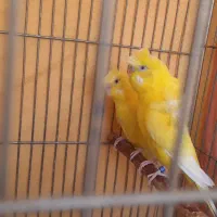 مرغ عشق پروانه ای|پرنده|فولادشهر, مسکن مهر فولادشهر|دیوار